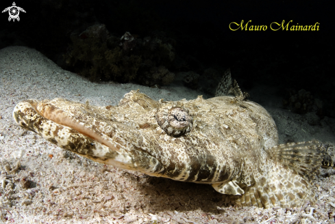 A Crocodile fish