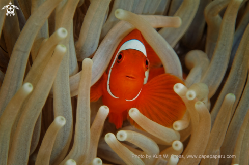 A Amphiprion | Clown Fish