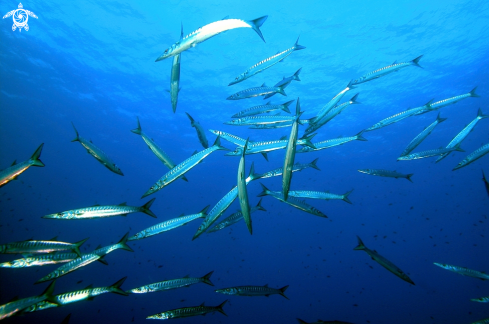 A Barracuda