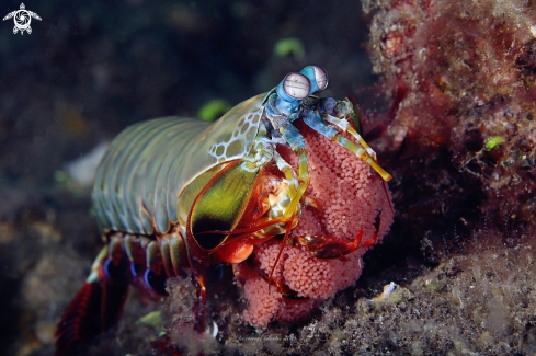 A Peacock Mantis shrimp