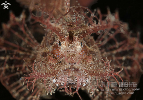 A Ambon scorpionfish