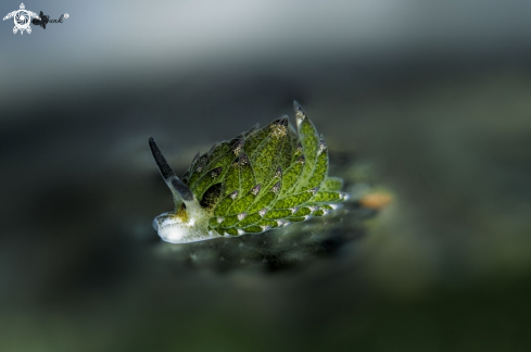 A Costasiella kurosimae