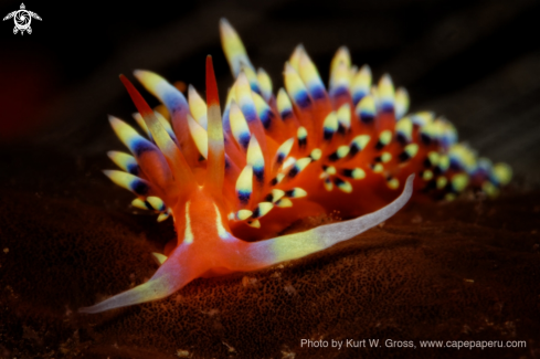 A Flabellina | Flabelina