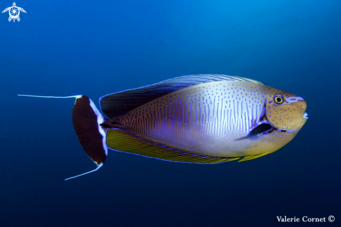 A Big Nose Unicorn Fish