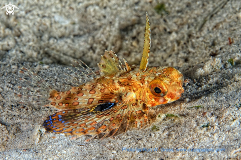 A Dactyloptena macracantha | Flying Gunard