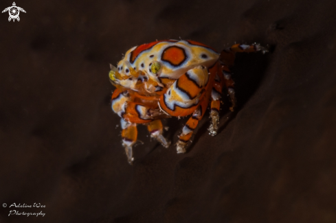 A Platypodiella spectabilis | Gaudy clown crab