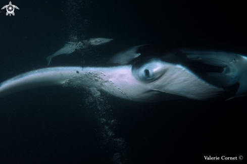 A Reef Manta Ray