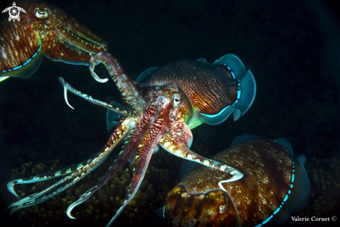 A Sepia pharaonis | Pharaoh Cuttlefish