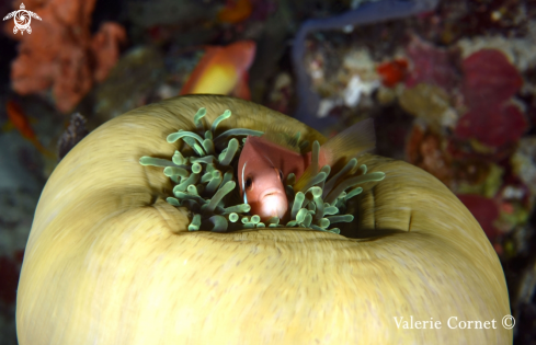 A Tomato Clownfish