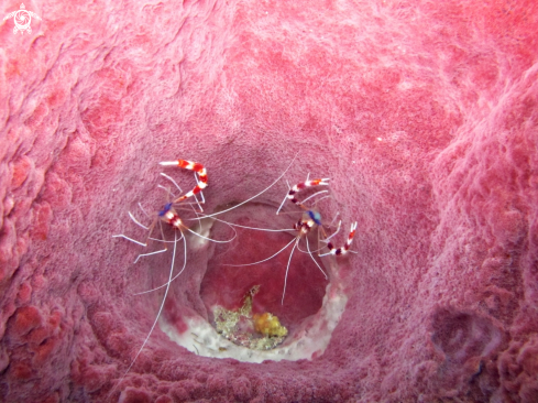 A Banded Coral Shrimp