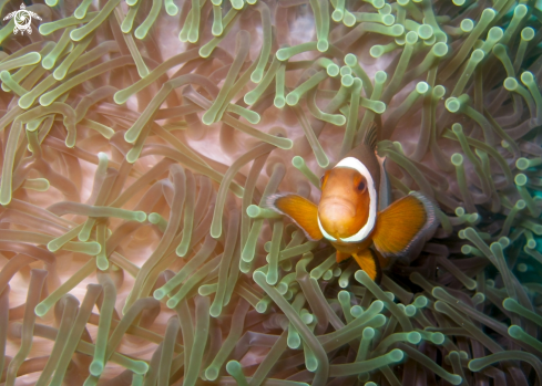 A Amphiprion ocellaris | Ocellaris clownfish