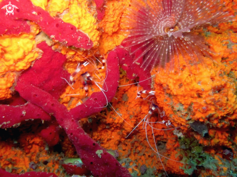 A Stenopus hispidus | Banded Coral Shrimp