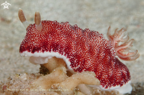 A Red Chromodoris