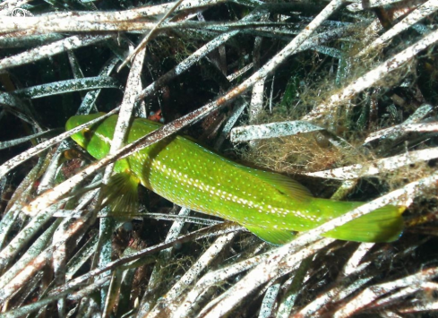 A Tordo verde