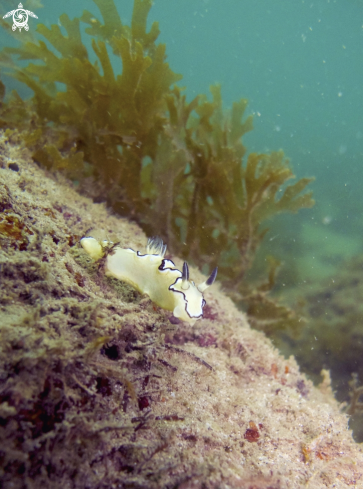 A Doriprismatica atromarginata | Doris Nudibranch