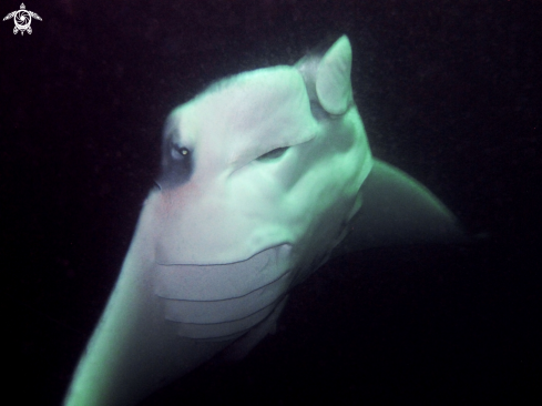 A Reef Manta Ray