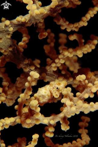 A Pygmy seahorse