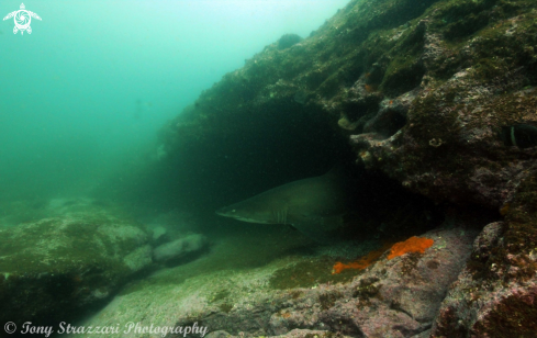 A Grey nurse shark