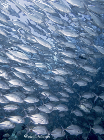 A Caranx sexfasciatus | Jackfish