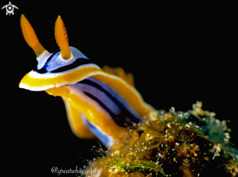 A Chromodoris magnifica | Nudibranch