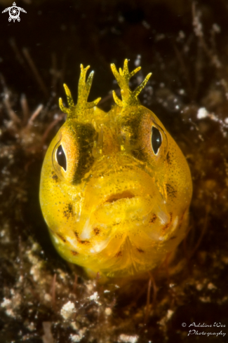 A Roughhead blenny