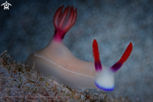 A Nudibranche