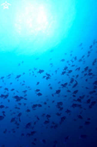 A Redtoothed triggerfish