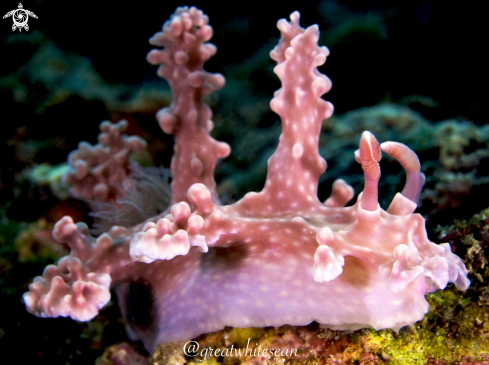 A Miamira alleni | Nudibranch