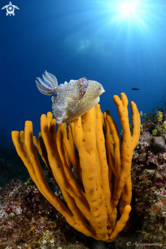 A Nudibranch