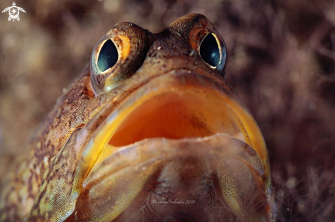 A Jaw fish 