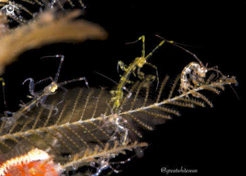 A Skeleton shrimp