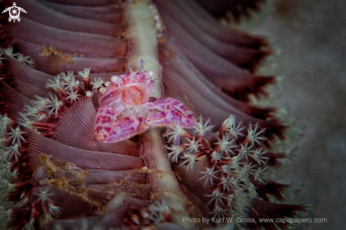 A Porcelan Crab with Egg's