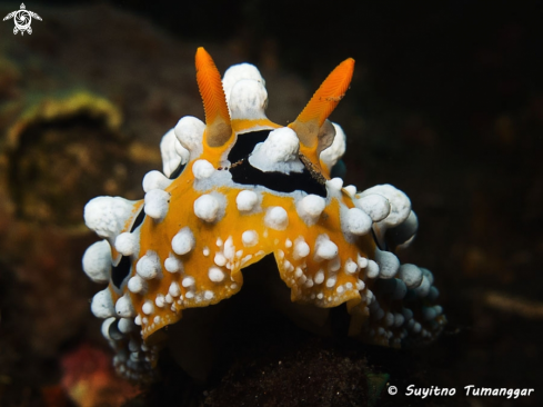 A Nudibranch