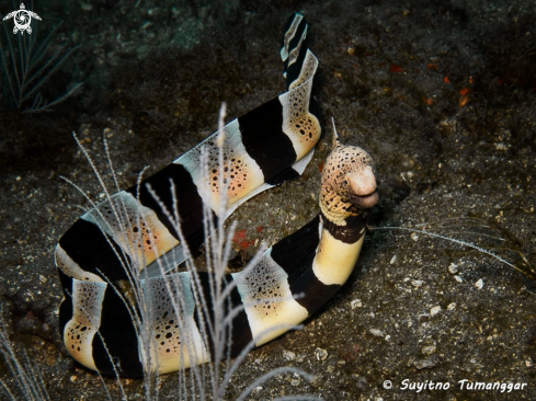 A Banded Mud Moray