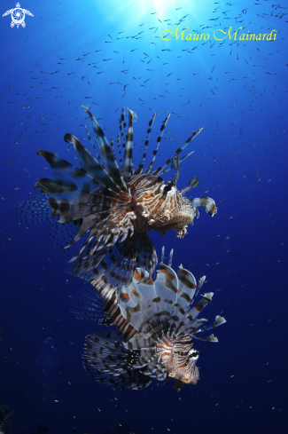 A Lionfish