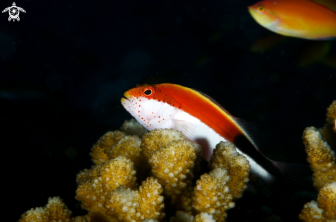 A Paracirrhites forsteri | Freckled Hawkfish