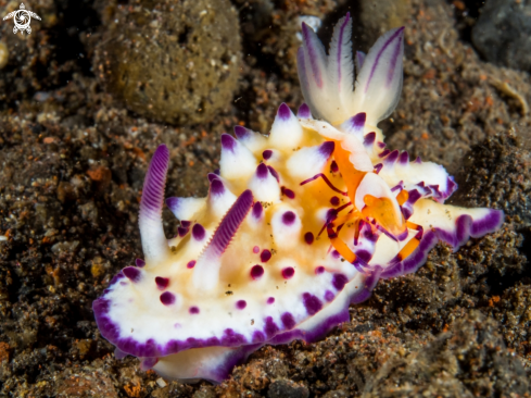 A Mexichromis Multitubercolata with Emperor Shrimp 