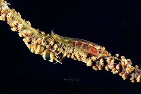 A Goby & Shrimp