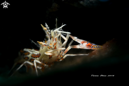 A Tiger Shrimp