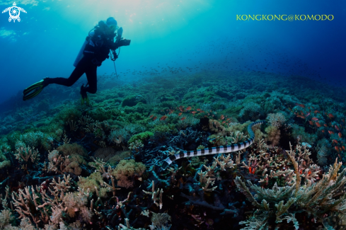 A Banded sea snake