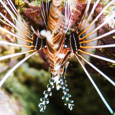 A Lionfish