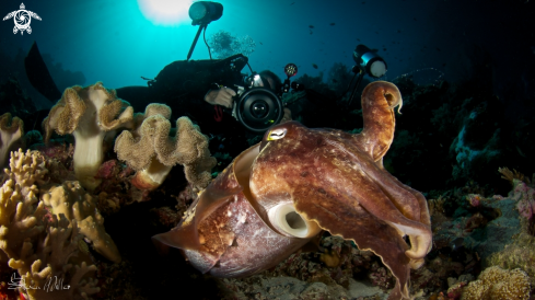 A Cuttlefish