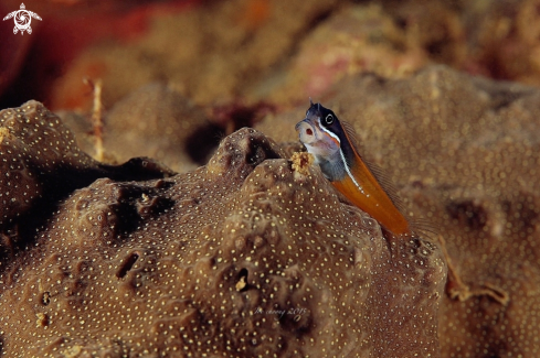 A Coral blenny