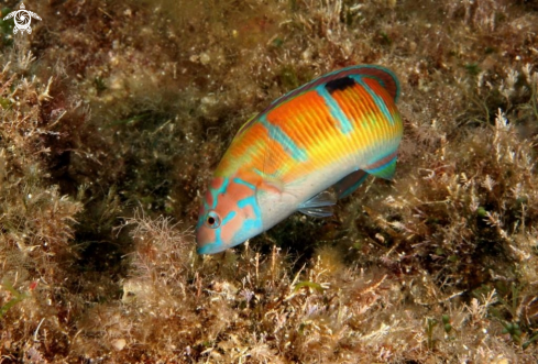 A Thalassoma pavo | Donzella pavonina