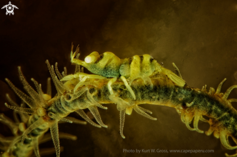 A Coral shrimp