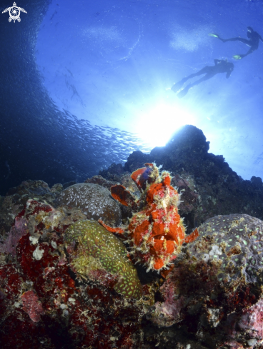 A Antennariidae | Frog fish