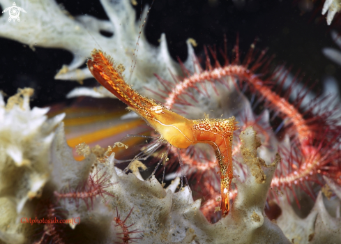 A Leander plumosus | Long noise shrimp