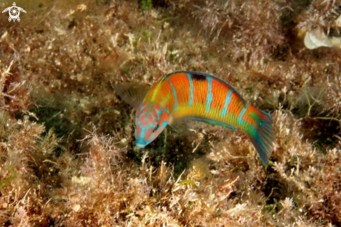 A Thalassoma pavo | Donzella pavonina