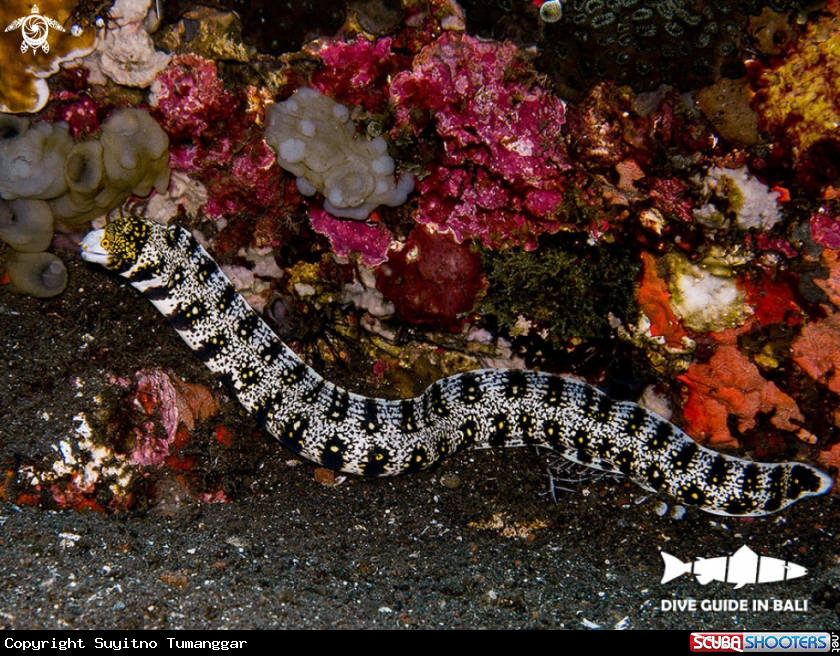 A Snowflake moray eel
