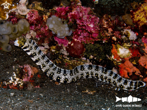 A Snowflake moray eel